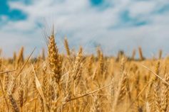 Wheat