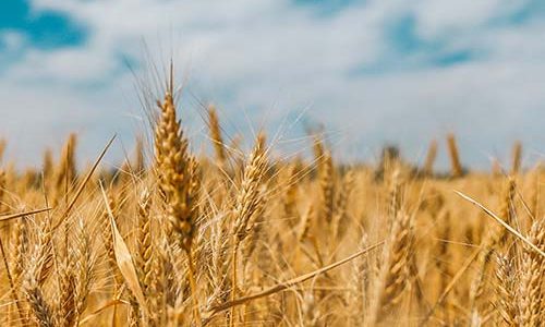 Wheat